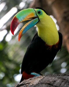 Colorful exotic bright