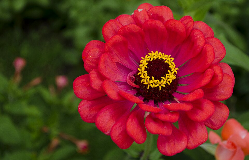 Pollen nature bloom