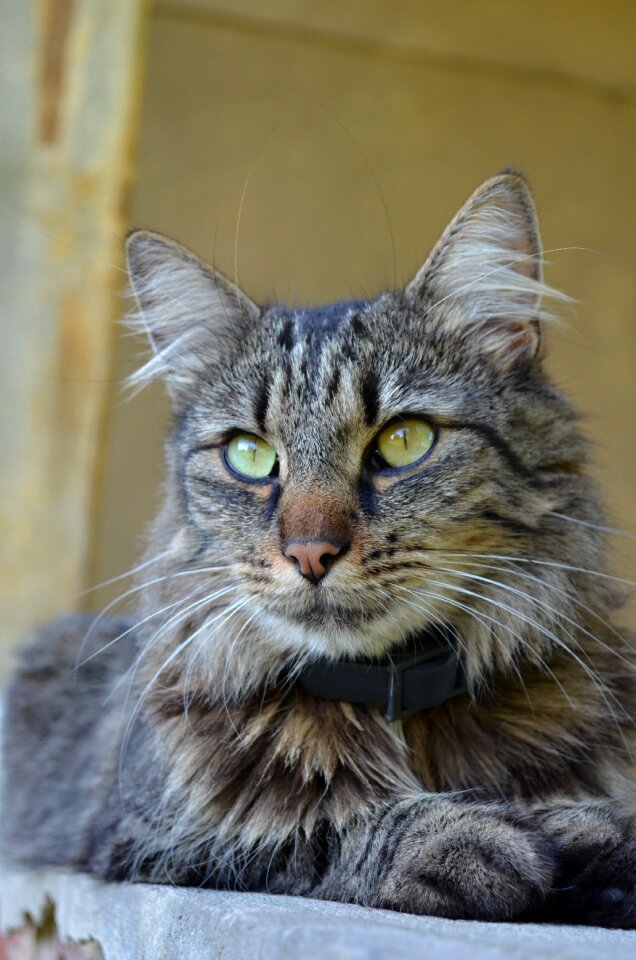 Tomcat animal head