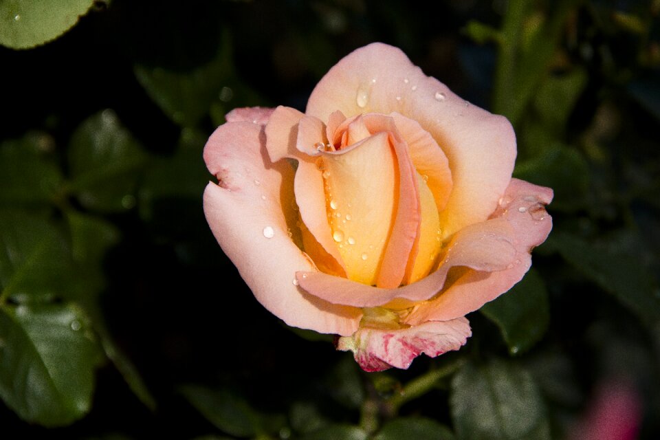 Nature yellow rose nicely