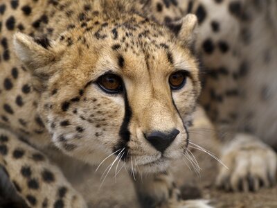 Cheetah wildlife africa