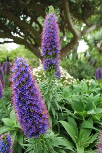 Garden violet summer