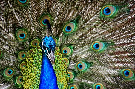 Bird head tail