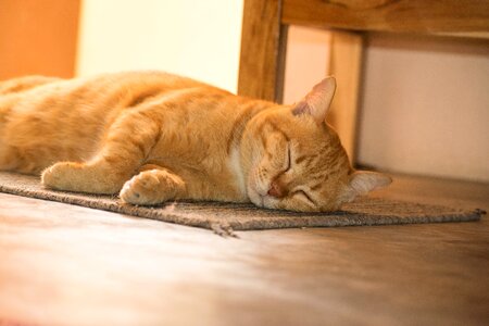 Pets cat the orange cat