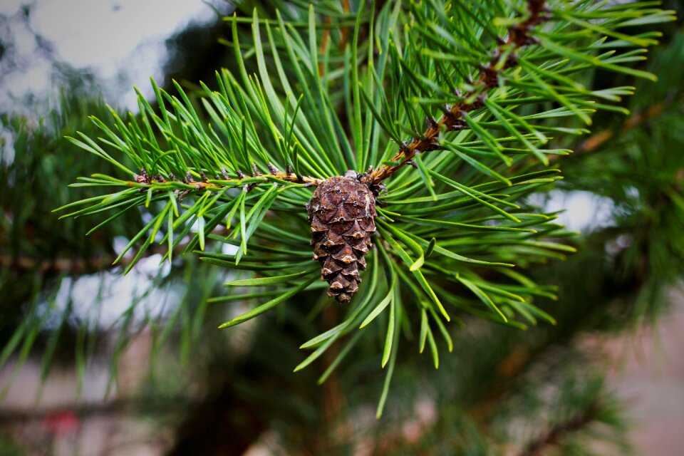 Conifer kienapfel tap