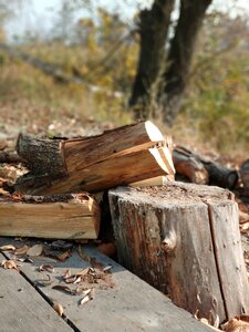 Nature autumn firewood