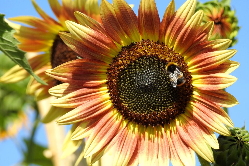 Nature summer bloom