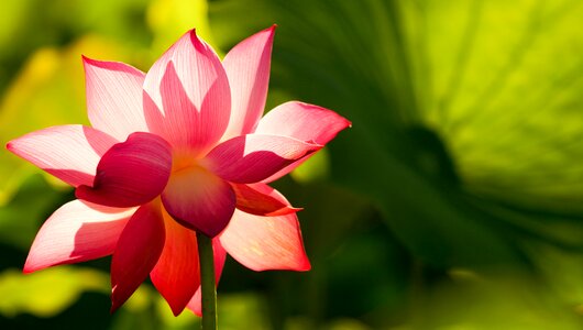 Blossom nature zen photo