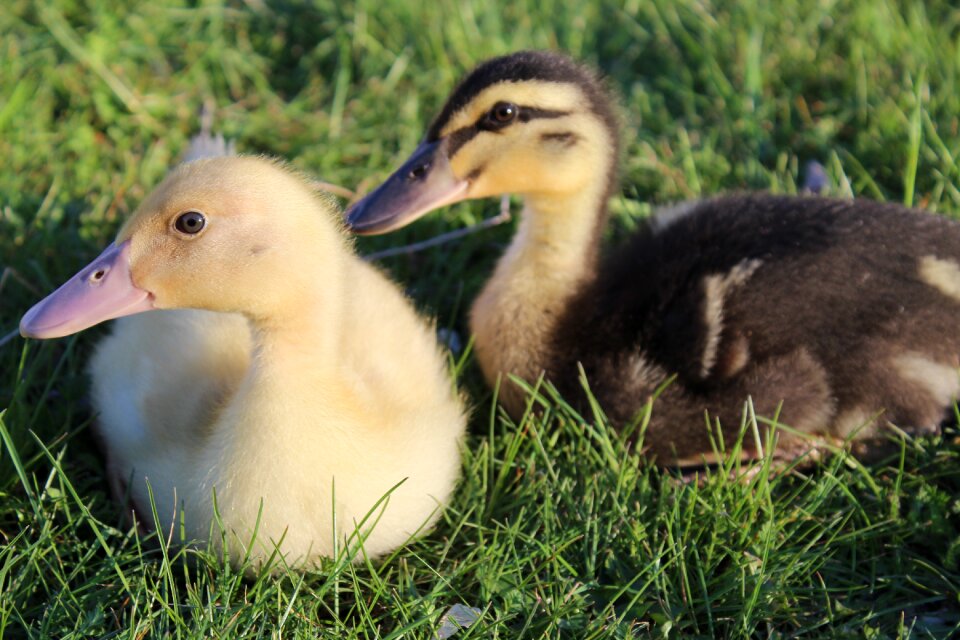 Grass easter duck