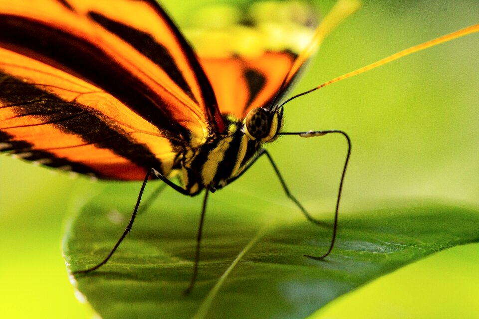 Monarch striped insect