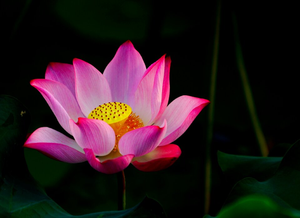 Blossom nature zen