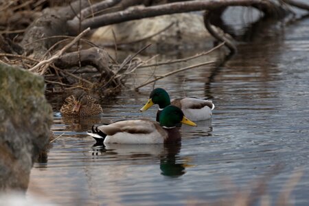 Outdoor ducks relaxation