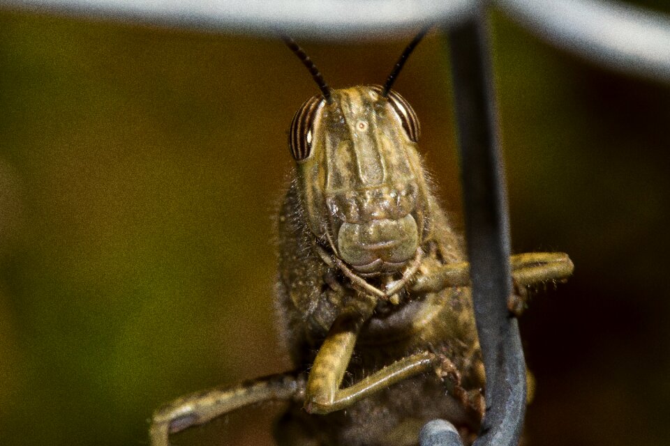 Fence animal insect
