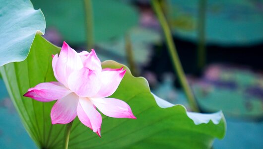 Blossom nature zen