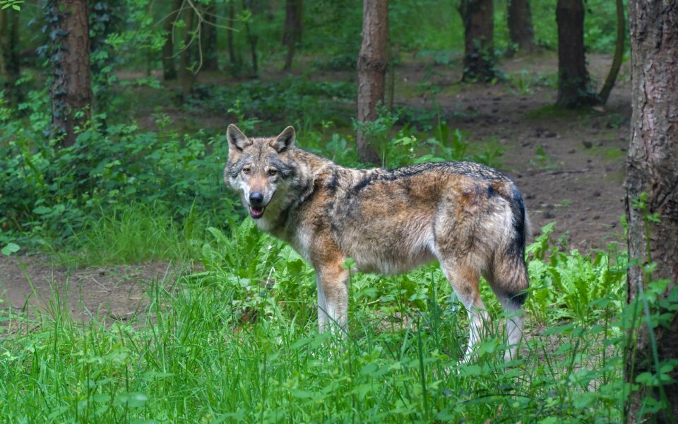 Animal wild forest