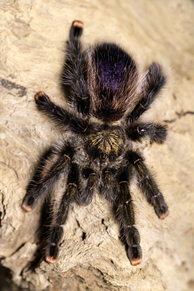 Arachnid hairy phobia