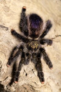 Arachnid hairy phobia