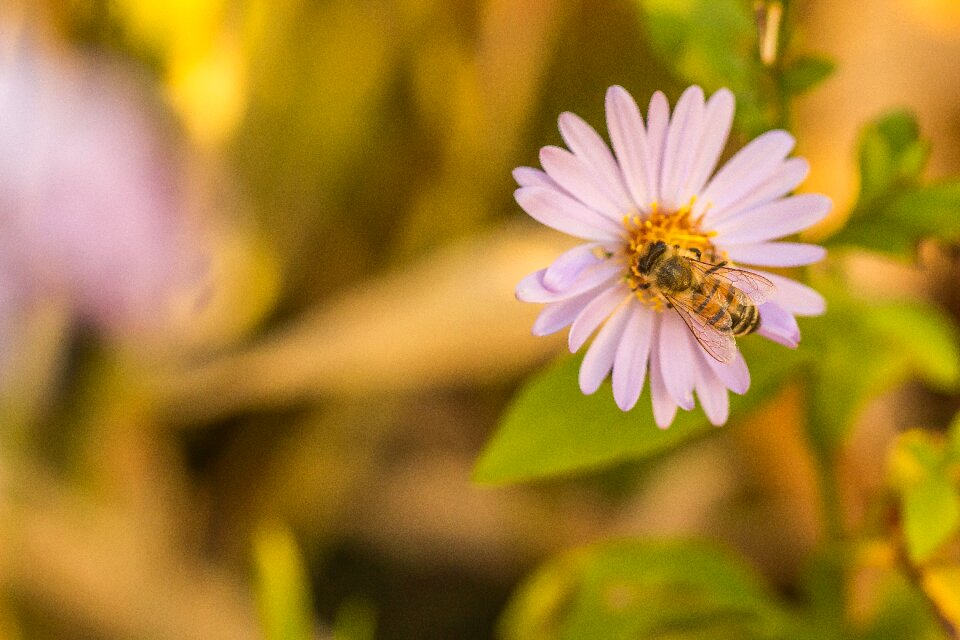 Pollen macro nature photo