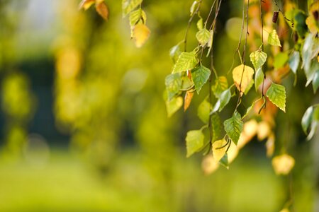 Leaf nature outdoors