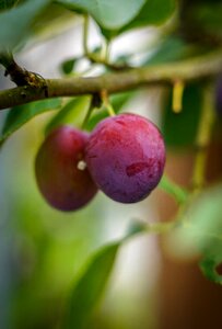 Purple fruit apfelernte