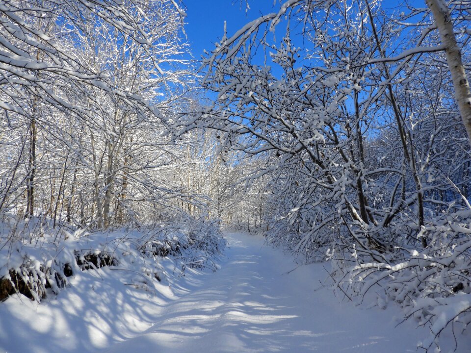 Cold trees frost photo