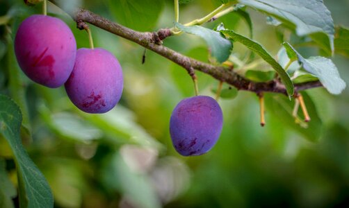 Purple fruit apfelernte