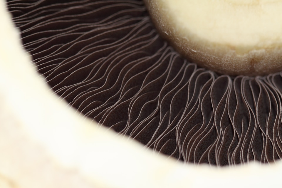 Mushroom food white
