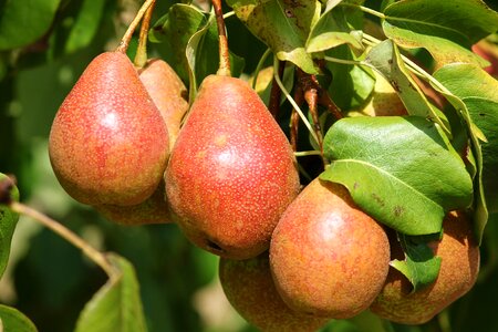 Pear depend mature