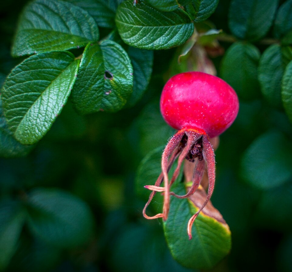 Apfelernte ripe branch