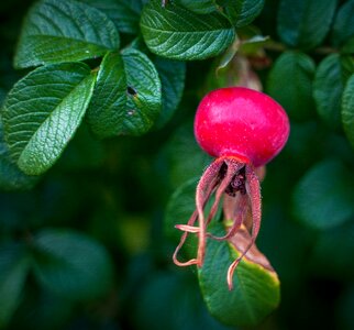 Apfelernte ripe branch