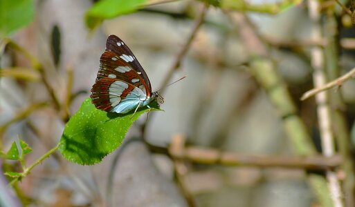 Beautiful wings insect photo