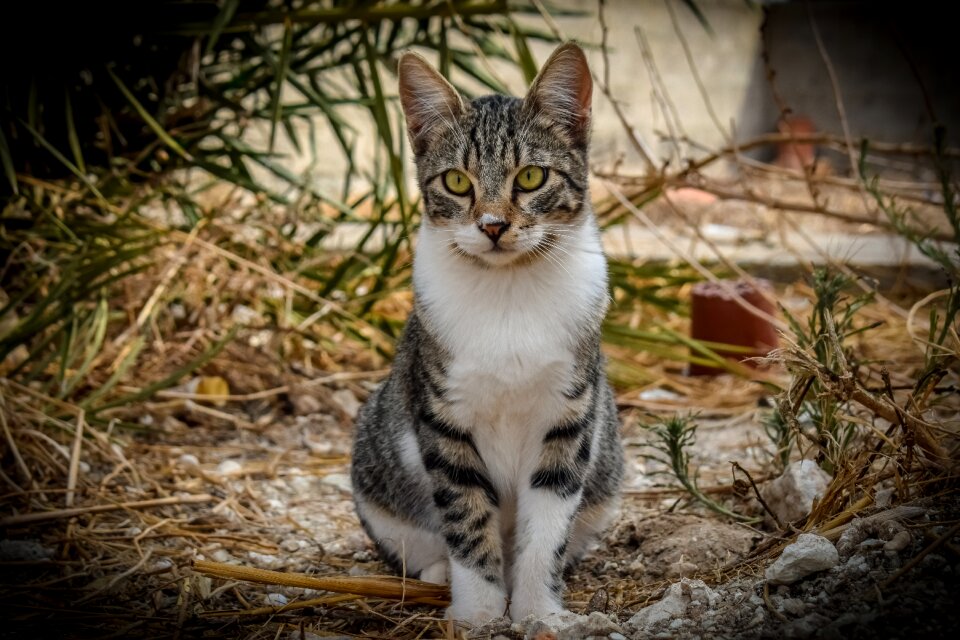 Animal cute looking