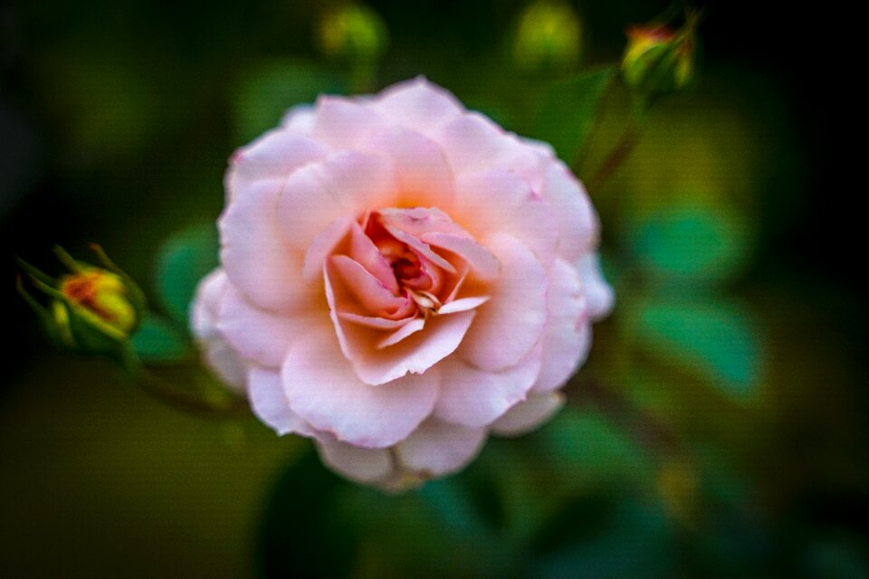 Bloom rosebush love
