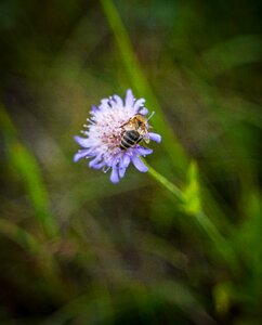 Bloom flower bee