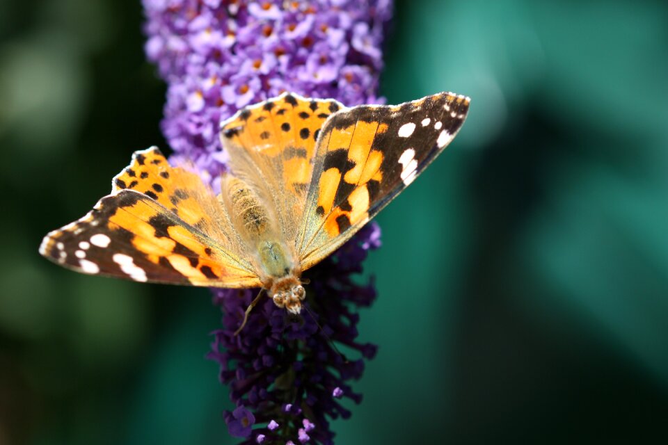 Wing flower close up photo