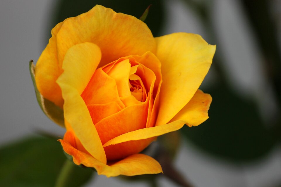 Yellow rose flower garden rose