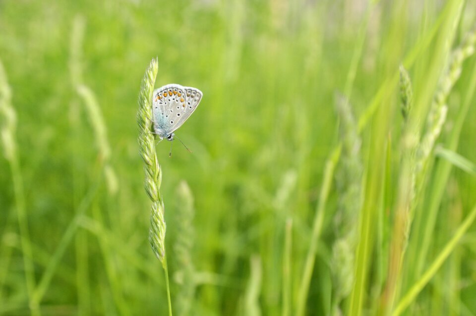 Meadow macro green