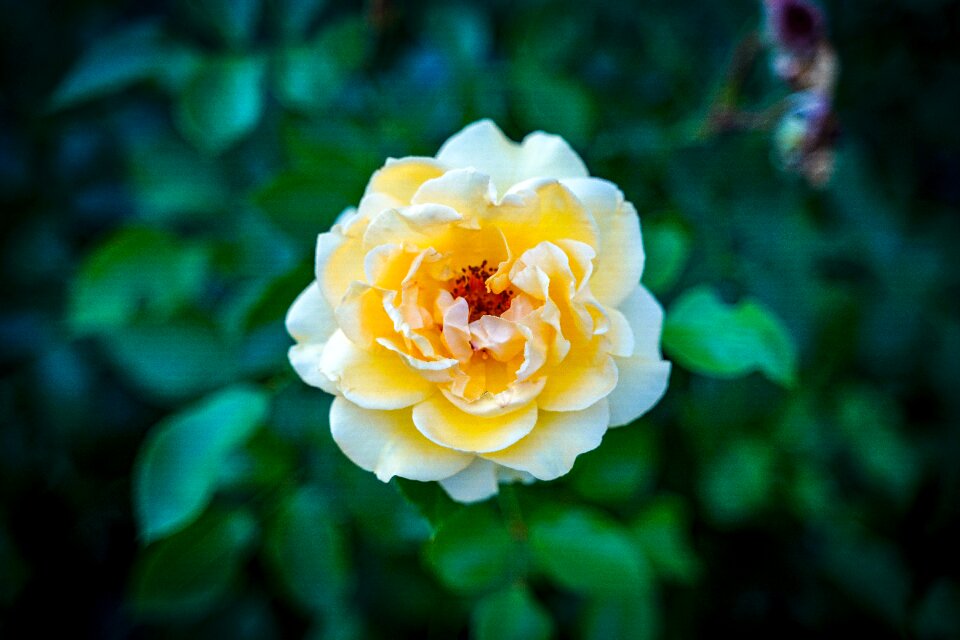 Bloom rosebush love