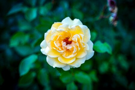 Bloom rosebush love photo