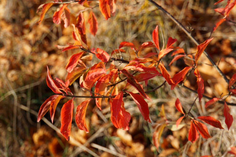 Nature fall foliage bright