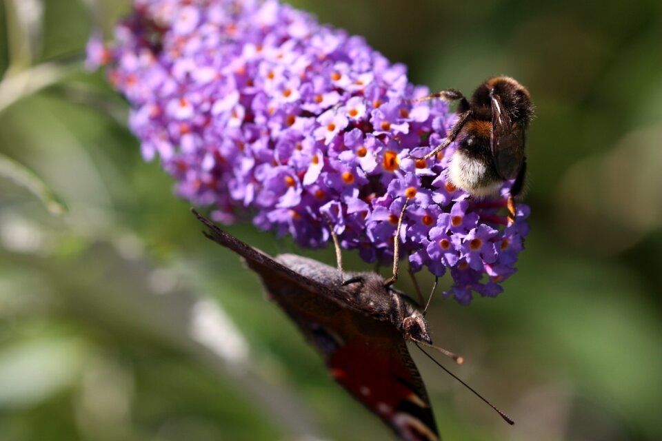 Wing flower close up photo