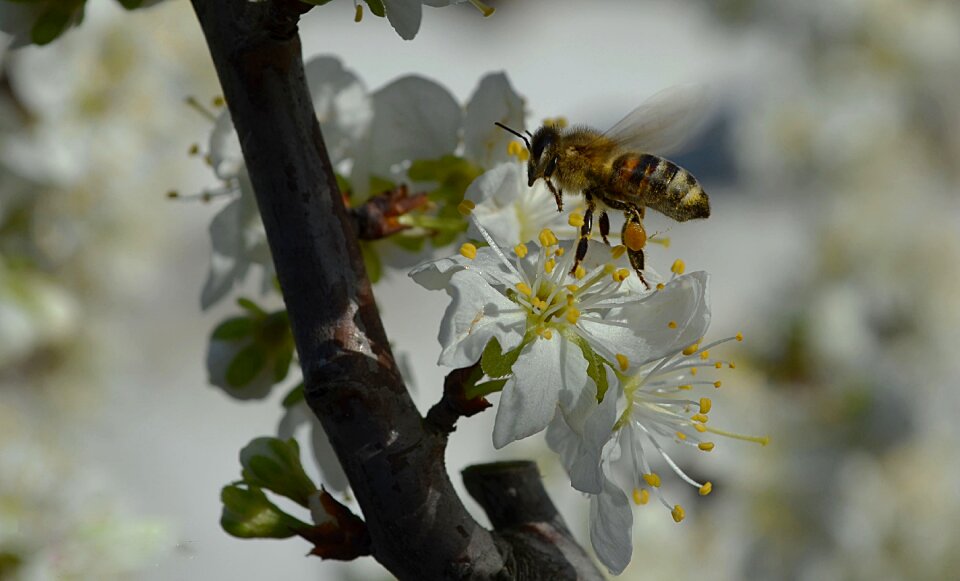 Flower bloom pollen