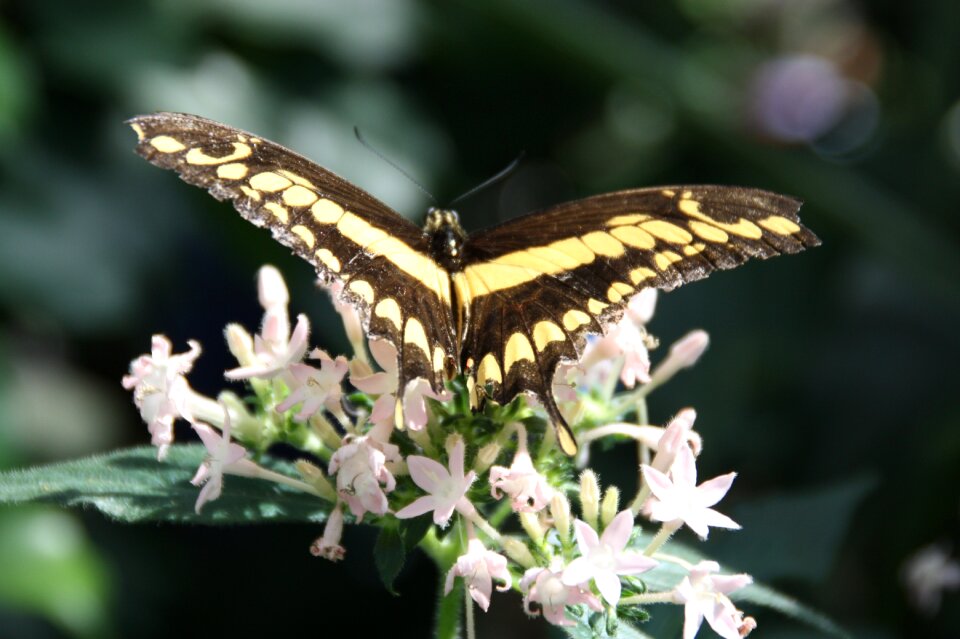 Wing flower close up