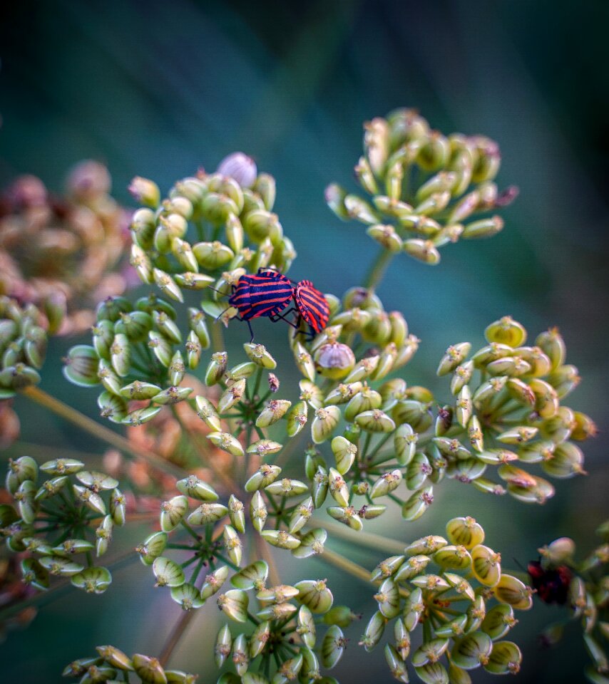 Beetle fire beetle pairing