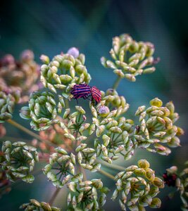 Beetle fire beetle pairing photo