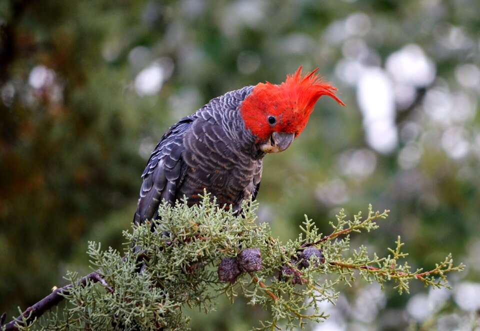 Red parrot australian native