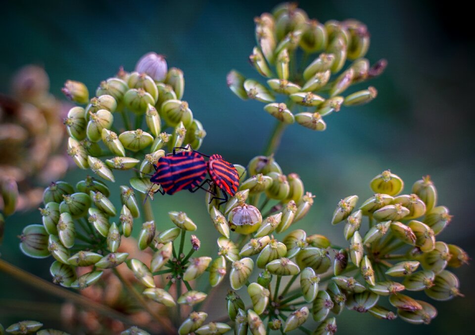 Beetle fire beetle pairing