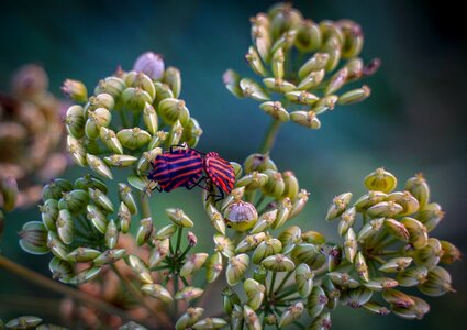 Beetle fire beetle pairing photo