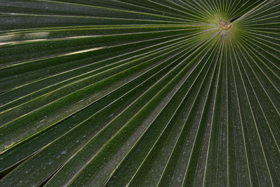 Green fronds tropical