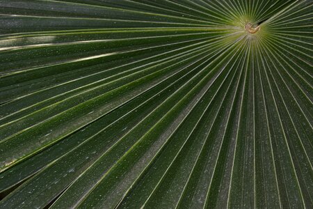 Green fronds tropical photo